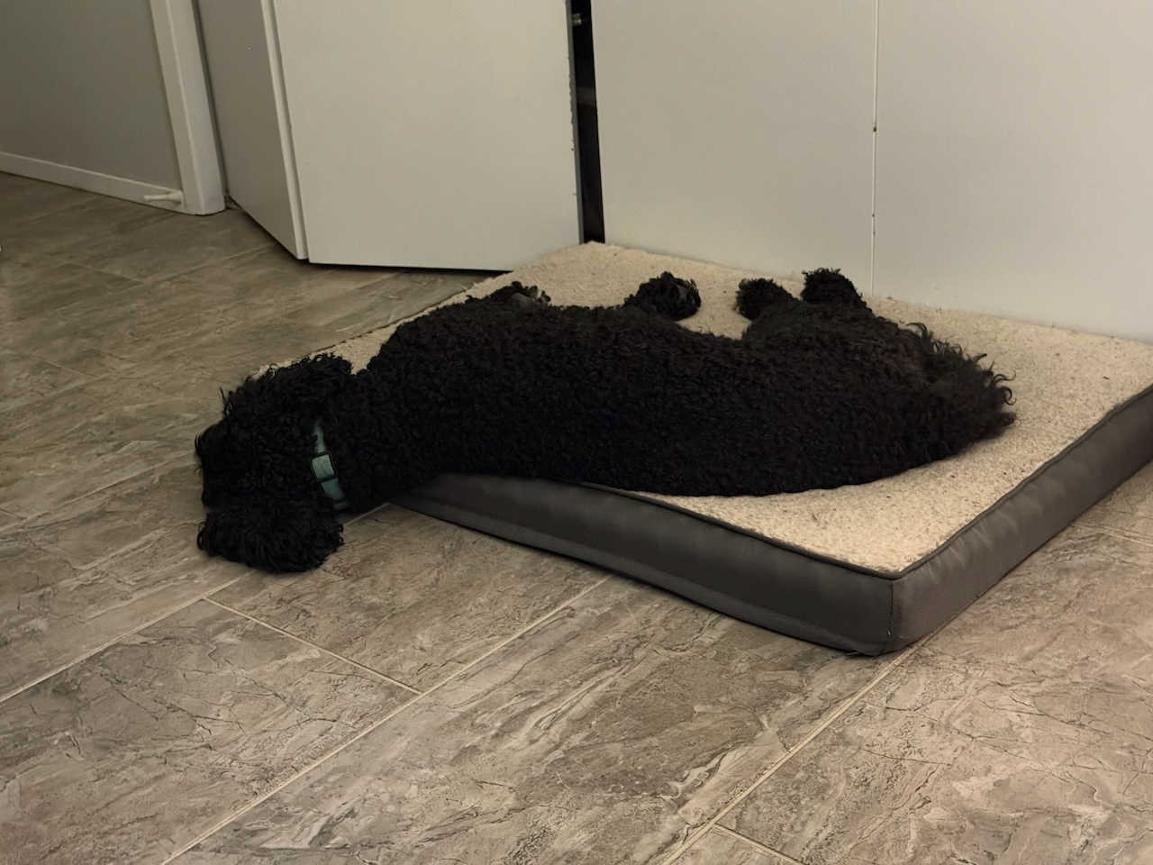 Homily from July 5, 2026: Dogs are hilarious