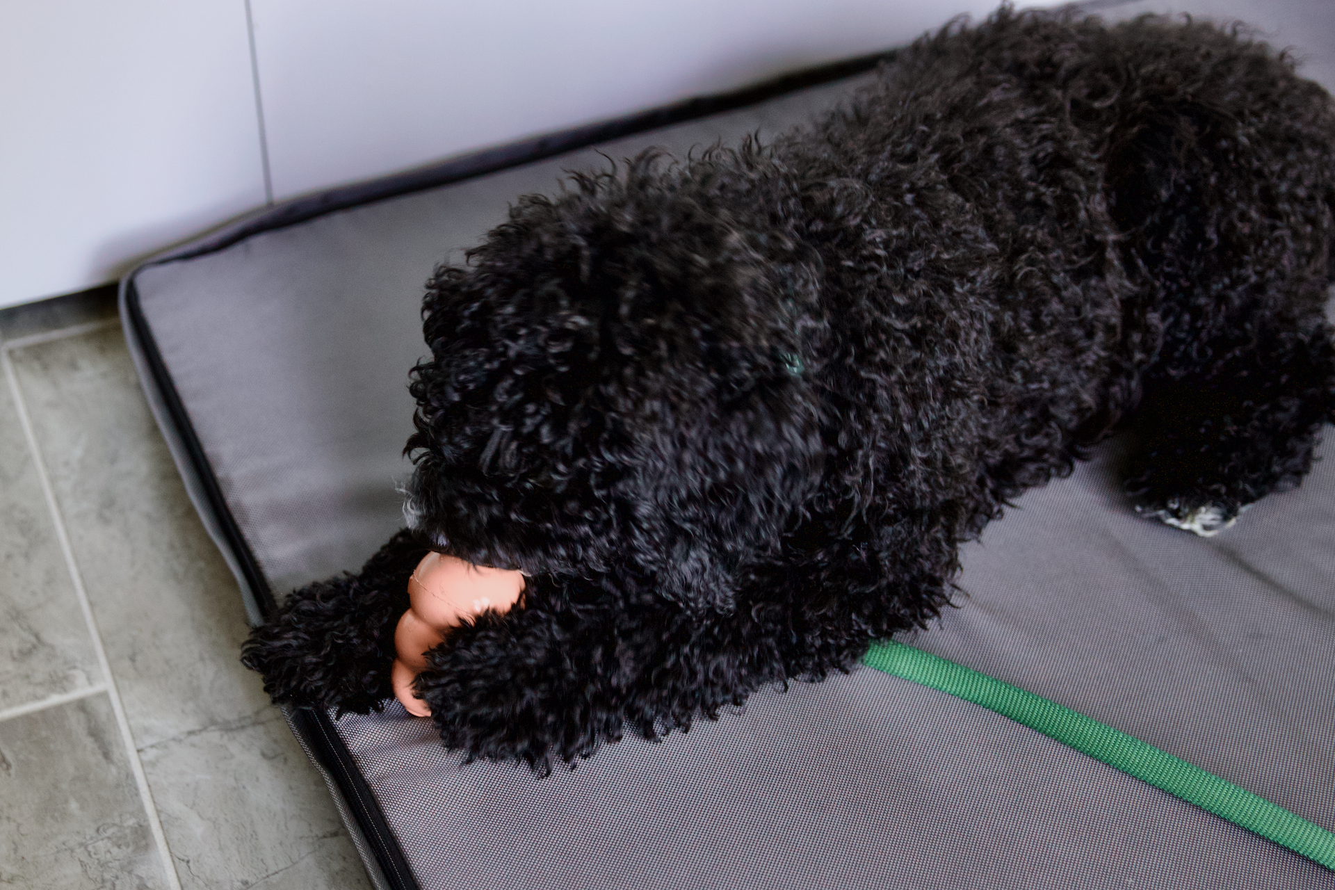 Homily from July 30, 2023: God’s working through a puppy