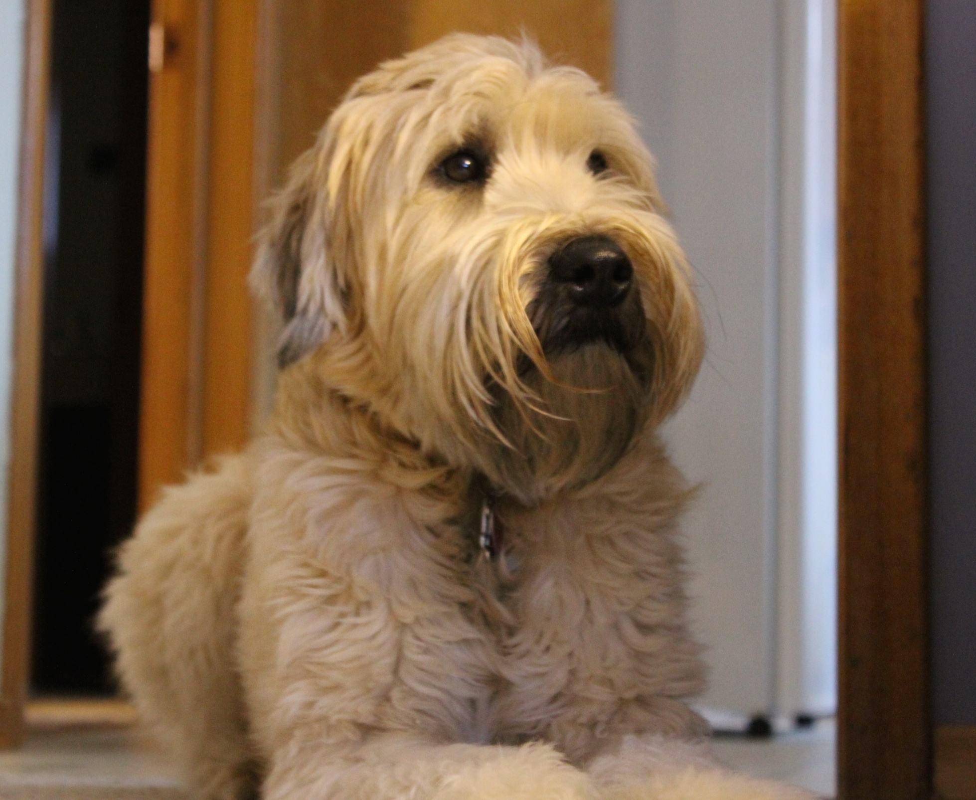 Homily from September 21, 2014: My dog is jealous