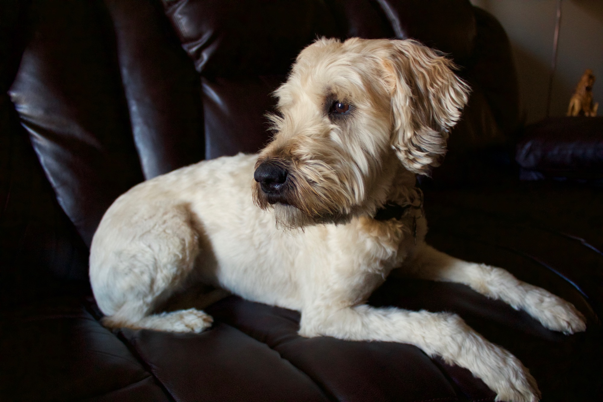 Homily from Dec. 4, 2016: The Dog and the Rabbit