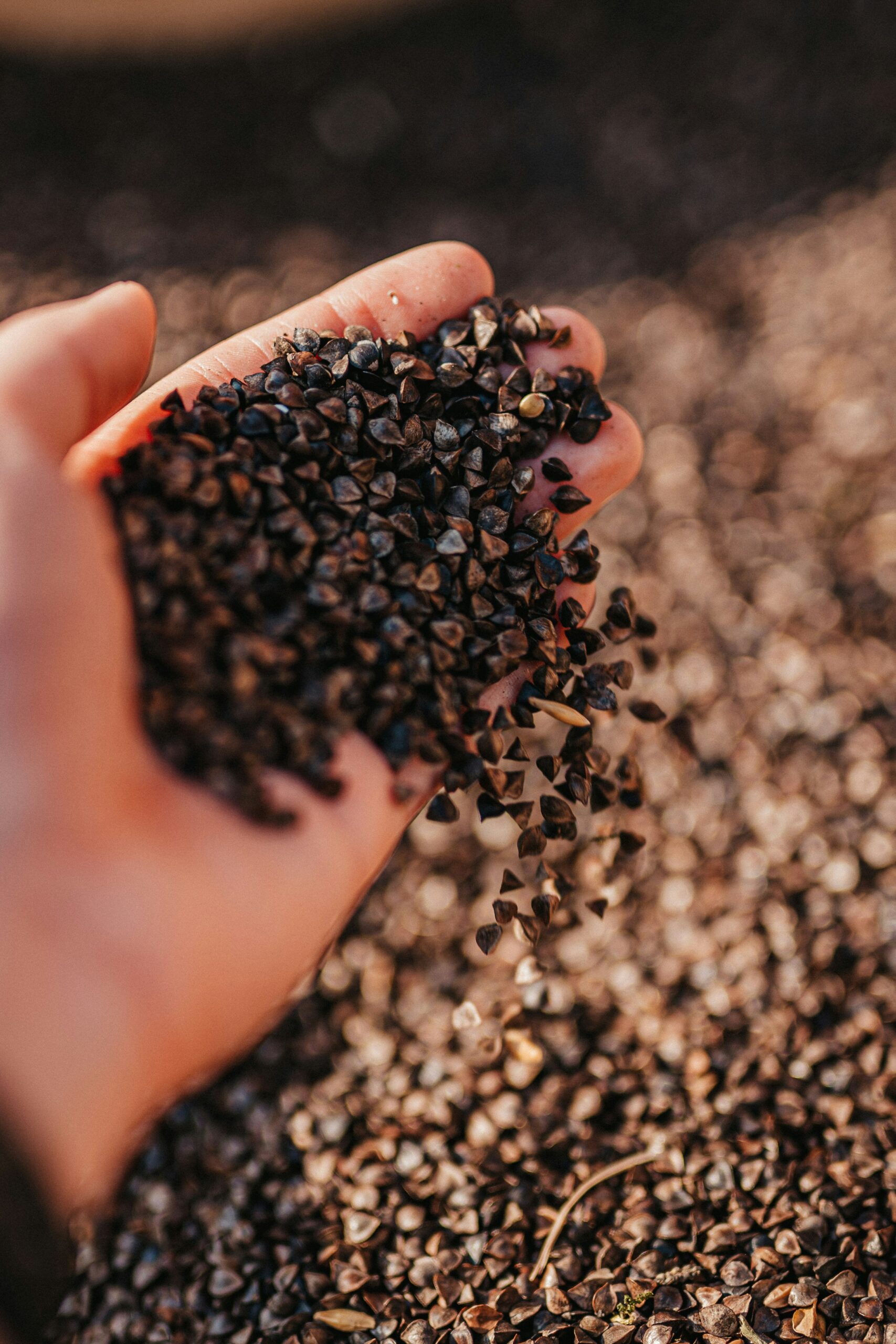 Homily from July 12, 2026: A sower went out to sow