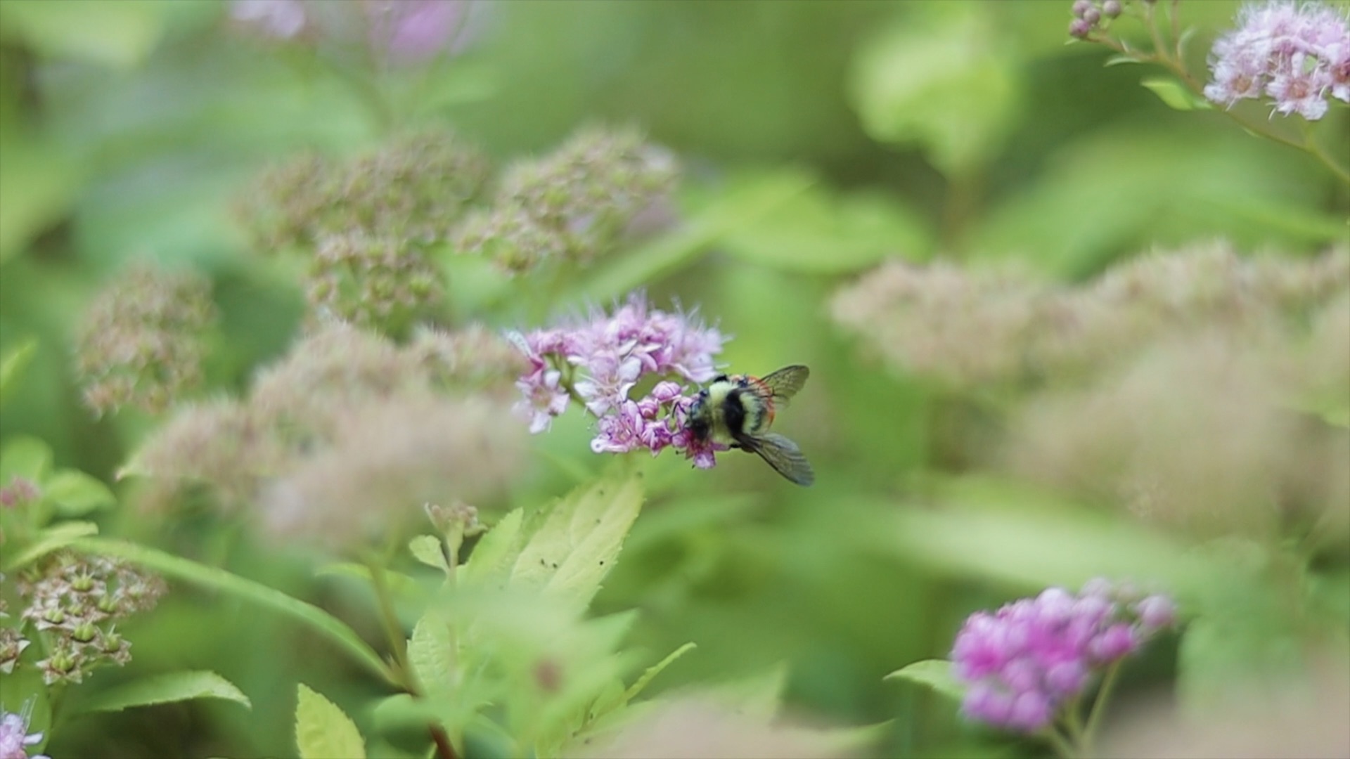 Bee 🐝: #TenSecondTuesday
