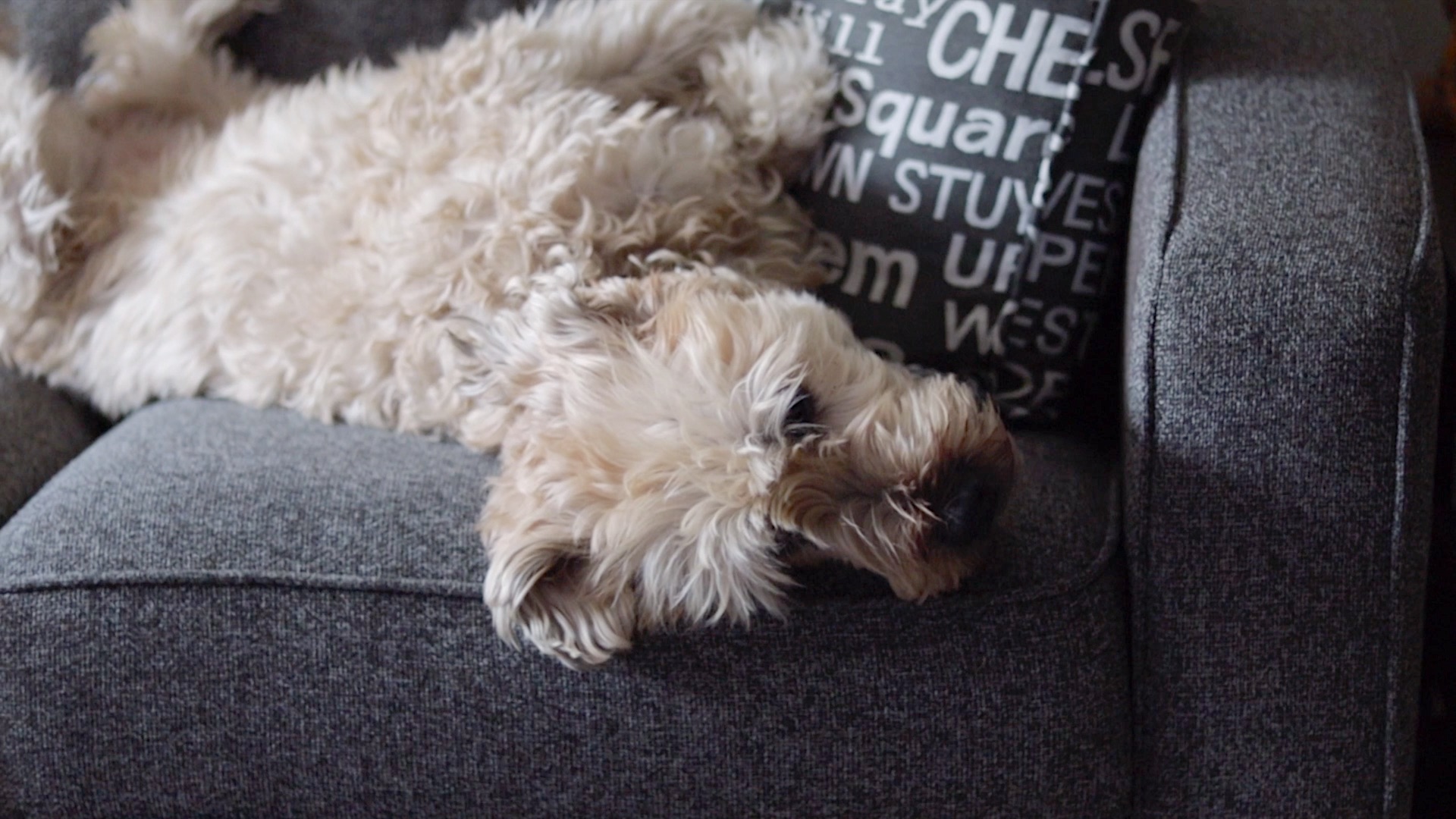 Weekly Video: #InternationalDogDay 2019