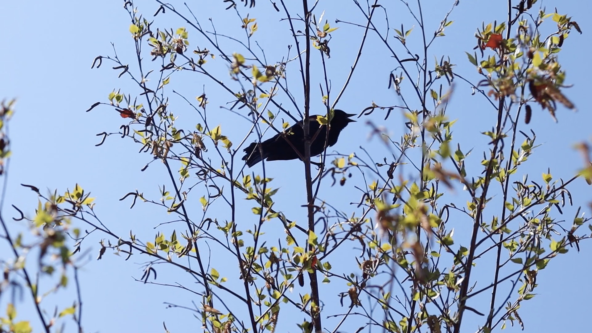 Birds 🐦: #TenSecondTuesday