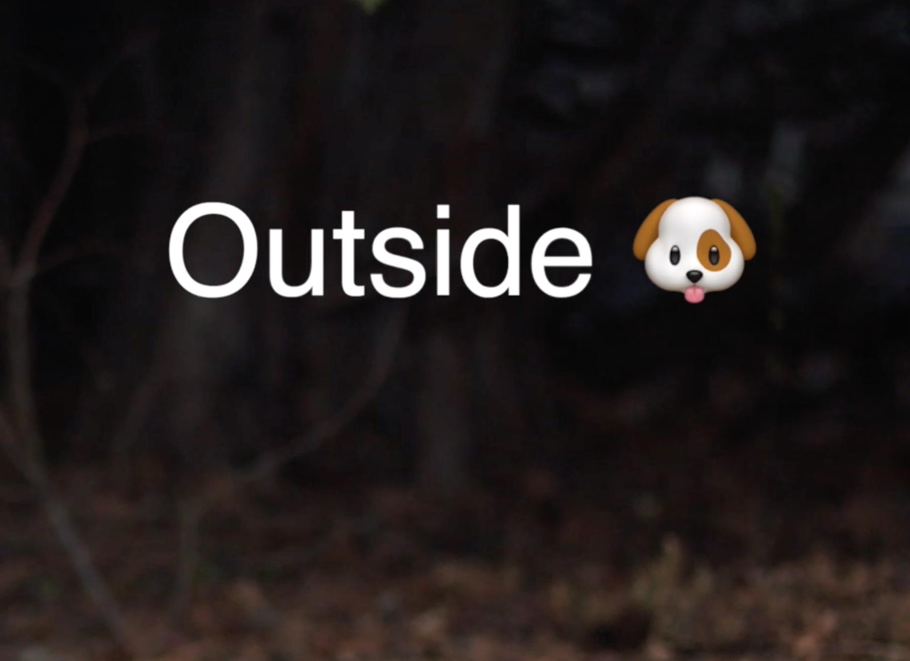 #TenSecondTuesday: Outside 🐶
