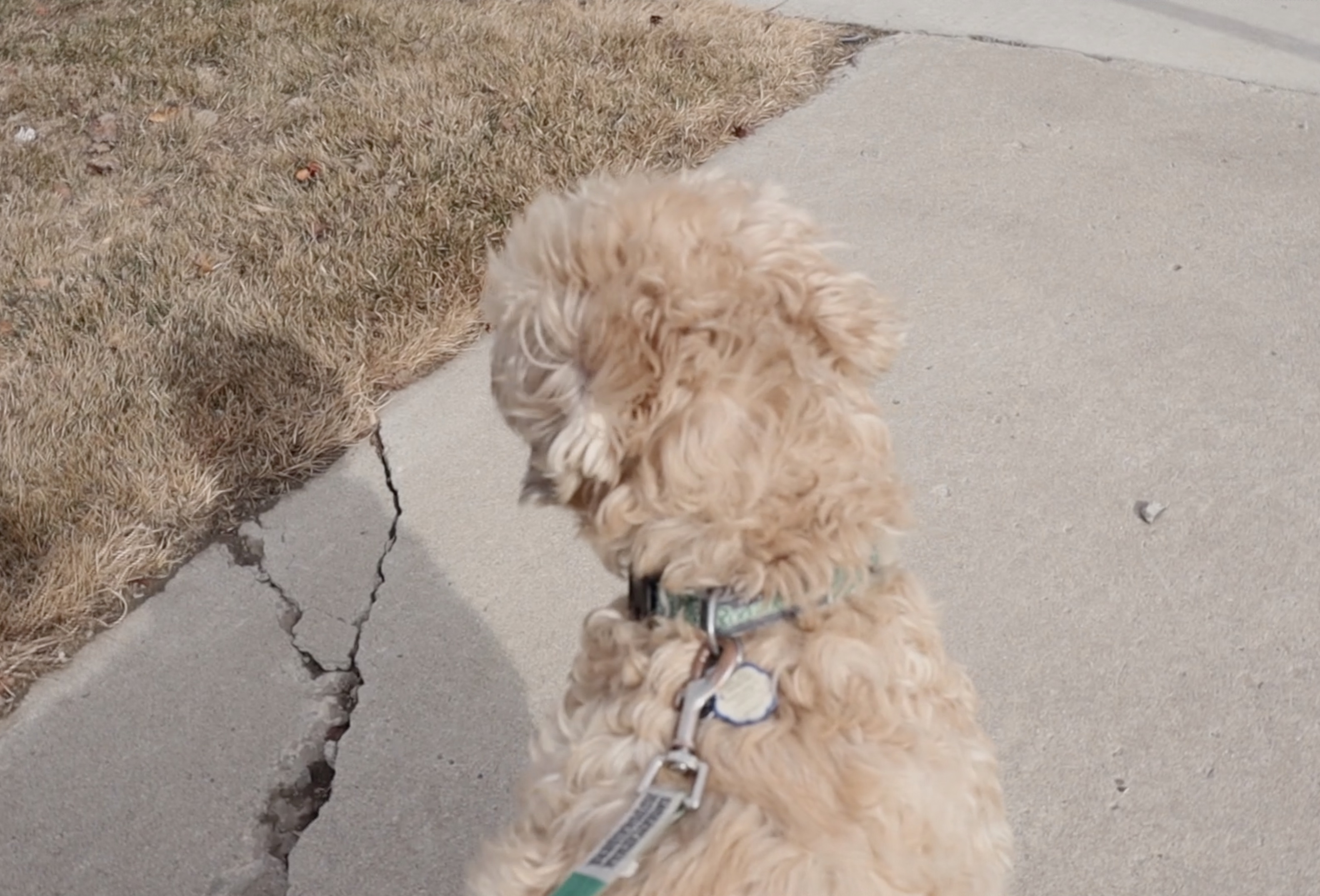 #TenSecondTuesday: Walk 🐶